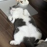 トニー