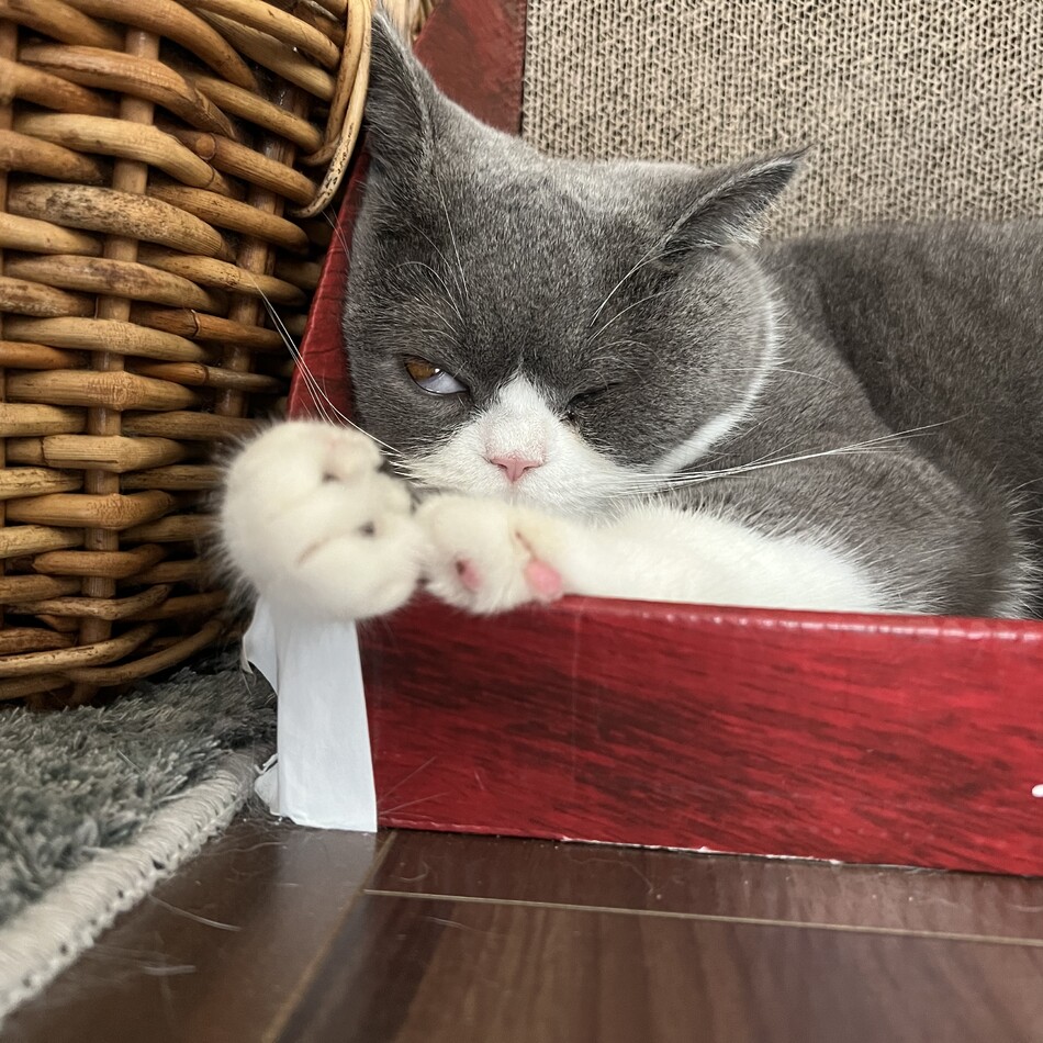 トニーのカバー写真