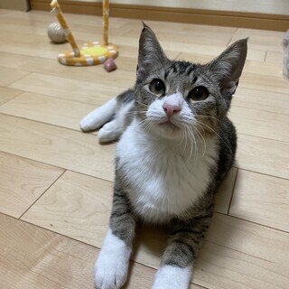 白ソックスが可愛い、超甘えん坊の3ヶ月の男の子
