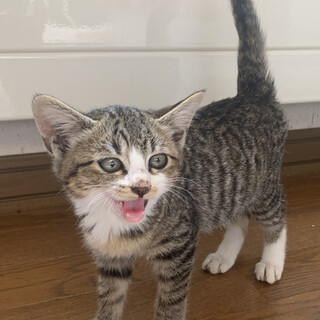 1.5ヶ月子猫、里親募集中