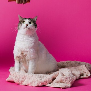 下半身麻痺克服のサスケ