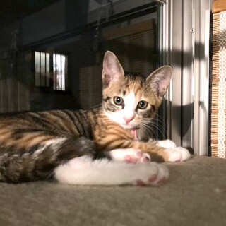 慣れればゴロスリ♩甘えん坊ミケちゃん