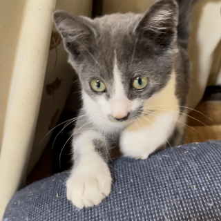 元気な灰色の男の子です！