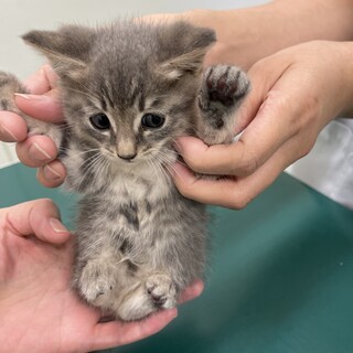 生後5週　グレー　少しキジ？の可愛い子猫　1ヶ月