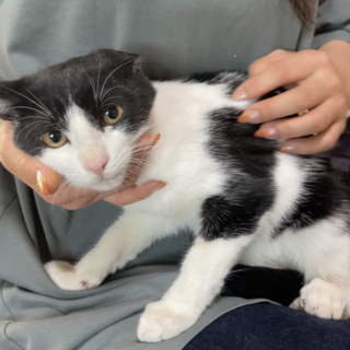 おっとりさん。可愛い白黒くん　4ヶ月　白黒ハチワレ