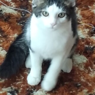 目鼻立ちのはっきりしたハンサムボーイ白黒のハチワレ