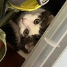 目鼻立ちのはっきりしたハンサムボーイ白黒のハチワレ サムネイル6