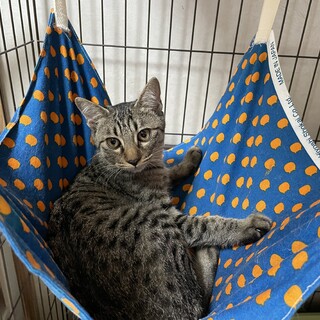 超甘えん坊ベタベタなキジトラ