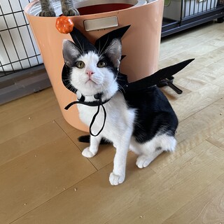 ベッタリマッタリしたい方にお薦めな男の子