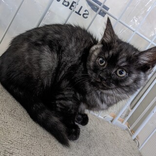 ブラックスモークのアビちゃん