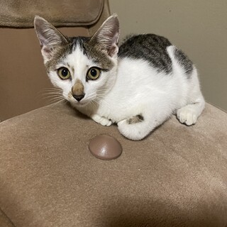 性格は女の子だけど男の子