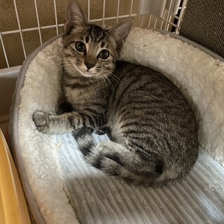 小さな顔にスリムで身軽なキジトラ