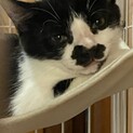 白黒子猫4兄妹の家族探し♪