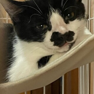 白黒子猫4兄妹の家族探し♪