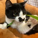 白黒子猫3兄妹の家族探し♪