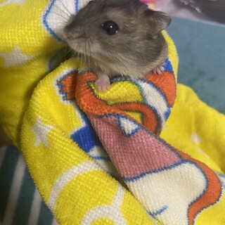 里親募集！！ジャンガリアンハムスター‪