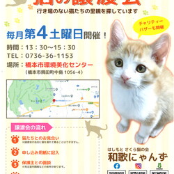 和歌にゃんず　猫の譲渡会 サムネイル2