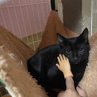 おっとり大人しいマッチョマンな黒猫君