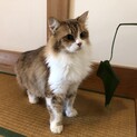 大人しい性格の美人さんです