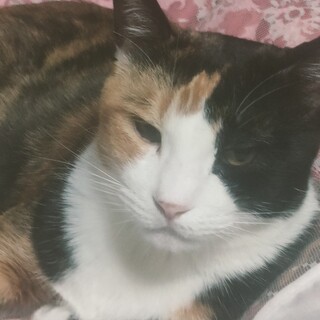 里親さん急募！三毛猫メス９歳