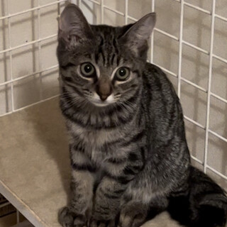 ちびっ子ギャング鍵しっぽのスリゴロちゃん