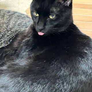 カワイイ❤️黒猫の鍵しっぽ