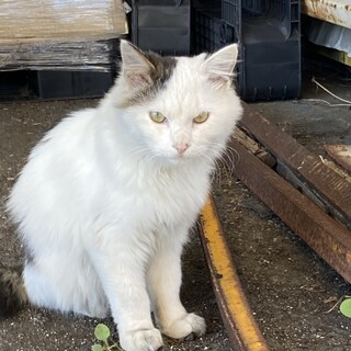 人馴れ完了　スリスリしてくれる可愛い子です