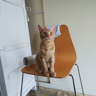 屋久島生まれ♡笑顔がかわいい茶トラのジル君