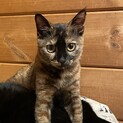 こだぬき？ちゃうよ♡こまめだちゃん5ヶ月