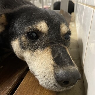 処分対象　収容期限迫っています。10/31迄　