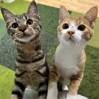 【お見合い随時】人懐っこさ抜群★初心者お子様OK