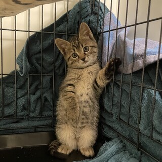 馴れ馴れゴロゴロ♡コチャムくん2ヶ月