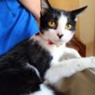 膝乗りゴロゴロ猫になった八割れハッチャン4ヶ月