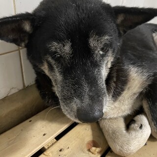 処分対象　期限間近です。収容期限11/1迄