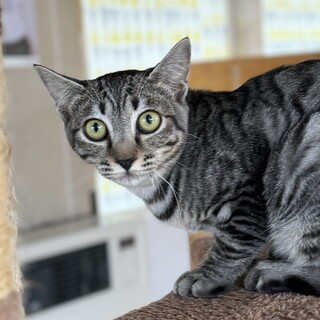 イケメンキジトラ「マーク」6ヶ月