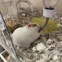 ゴールデンハムスター　オス3匹　メス1匹