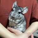 5歳男の子のチンチラです