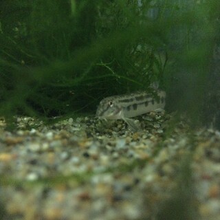 シマドジョウ　飼っていただける方募集