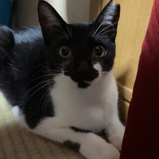 遊び好きでちょっと小柄な黒白ちゃん