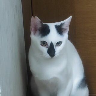 白黒ポポ君里親さん募集