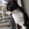 黒白ねこのセリちゃん里親さん募集 サムネイル2