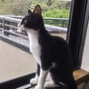 黒白ねこのセリちゃん里親さん募集 サムネイル3