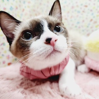 【11/5東日本橋】強運な子猫ちゃん♡とうあちゃん