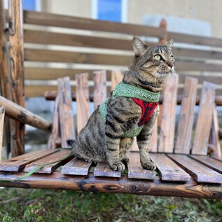 人懐っこい男の子2才ぐらいです。