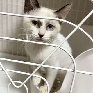 おっとり、のんびり屋♪ラグドールMIX