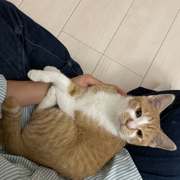 お膝の上だいすき