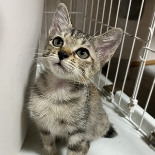 人間大好き！キジトラちゃん