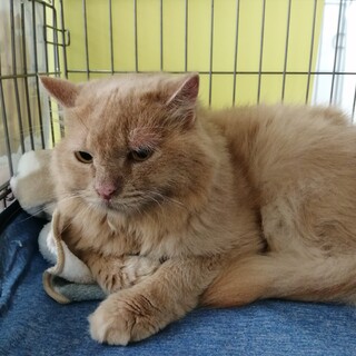 ミルクティー色★マンチカンミックスの男の子