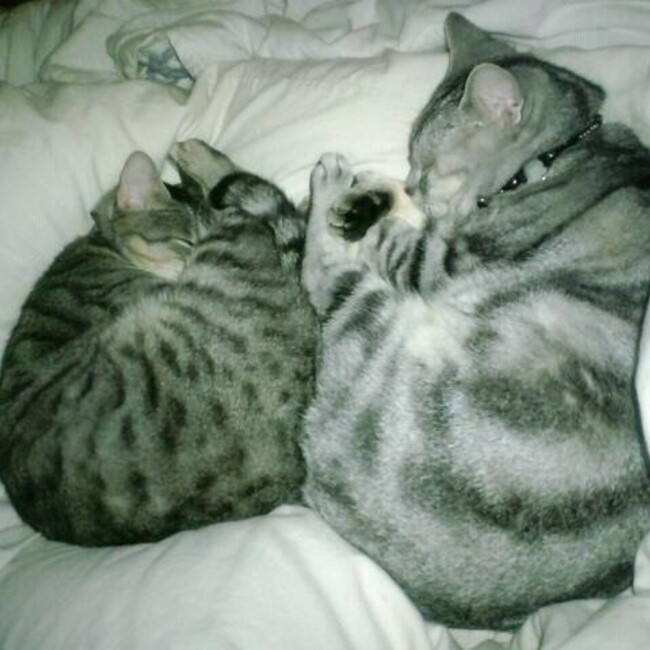meg☆のカバー写真