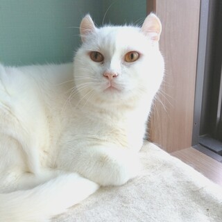 まんまる！雪○だいふくの妖精みたい